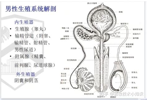 陽物 陰物|「陽物(ようぶつ)」には「男性器」の意味がありますが、「陰。